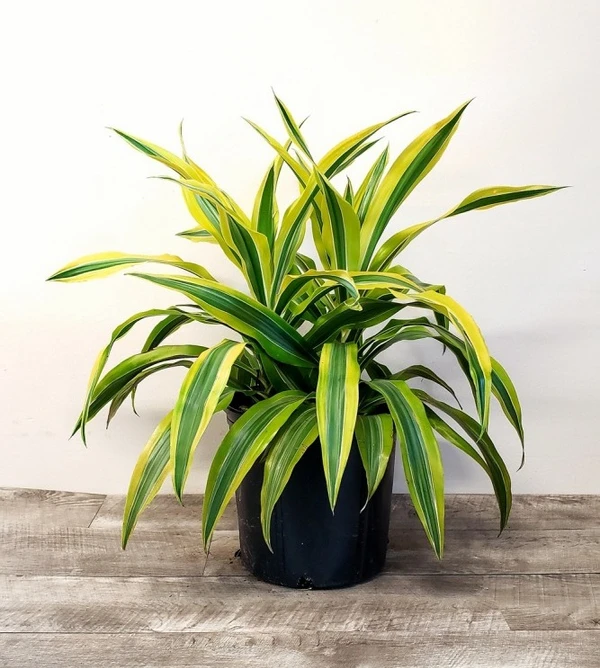 Dracaena Gold Star (50 Pcs.)