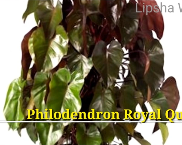 Philodendron Royal Queen