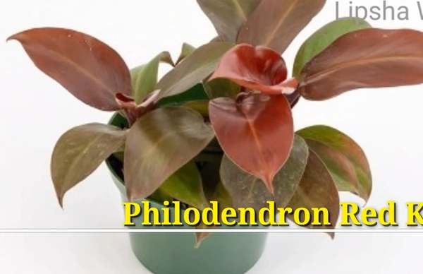 Philodendron Red King