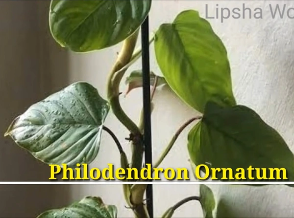 Philodendron Ornatum Cf