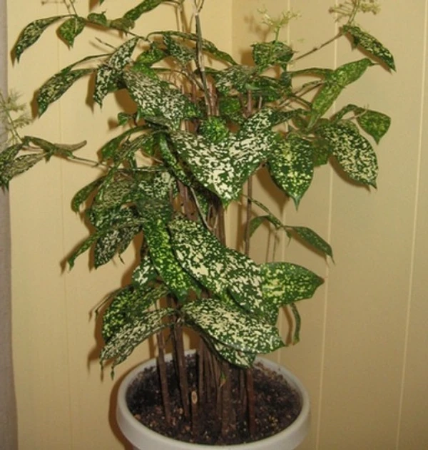 Dracaena surculosa -Florida Beauty (50 Pcs.)