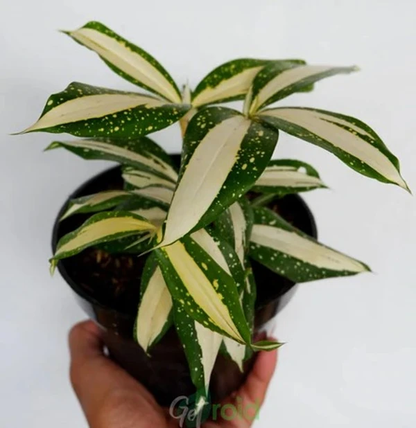 Dracaena Surculosa -Milky Way (50 Pcs.)