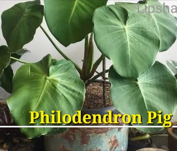 Philodendron Pig Skin