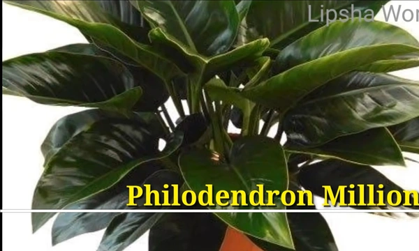 Philodendron Millions