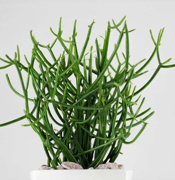 Euphorbia Pencil-Cactus