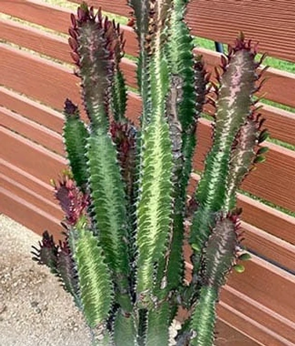 Euphorbia African-Milk- Tree