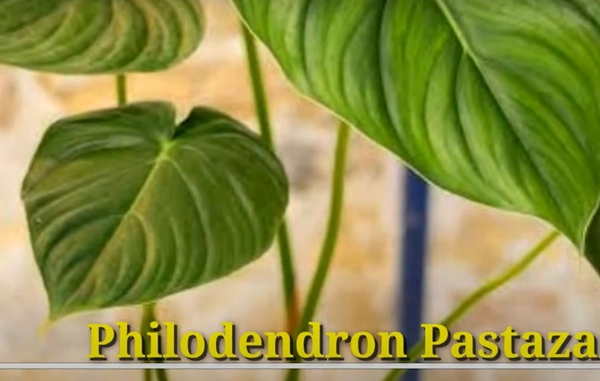 Philodendron Pastazanum