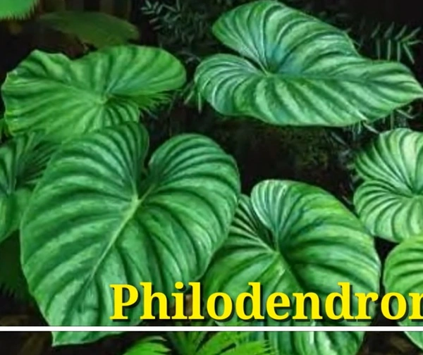 Philodendron Plowmanii