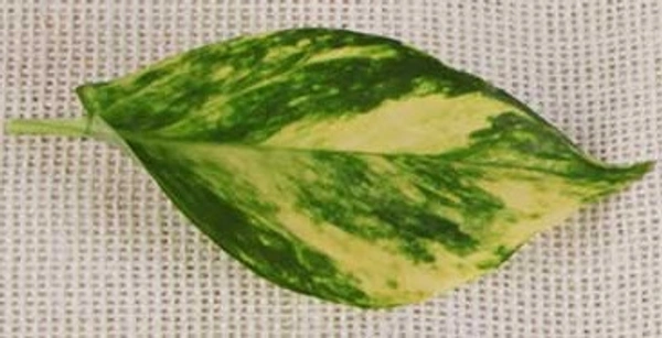 Golden Pothos