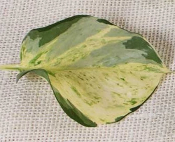 Manjula Pothos
