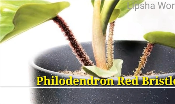 Philodendron Red Bristle