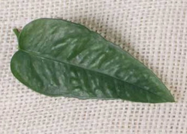 Cebu Blue Pothos