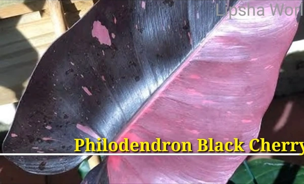 Philodendron Black Cherry