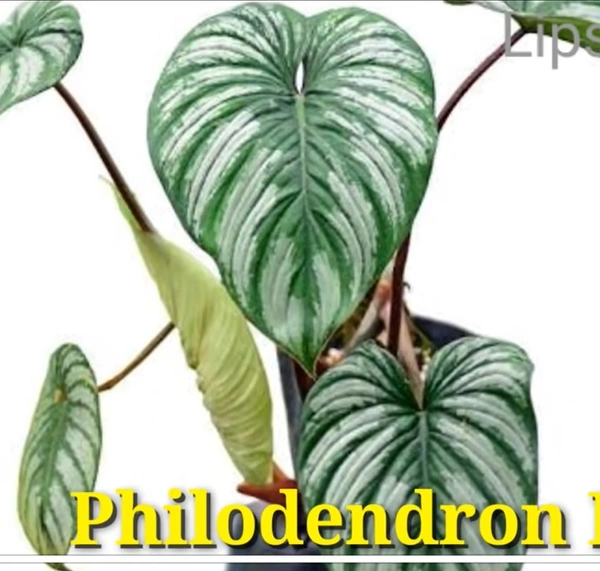 Philodendron Mamei
