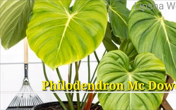 Philodendron Mc Dowell