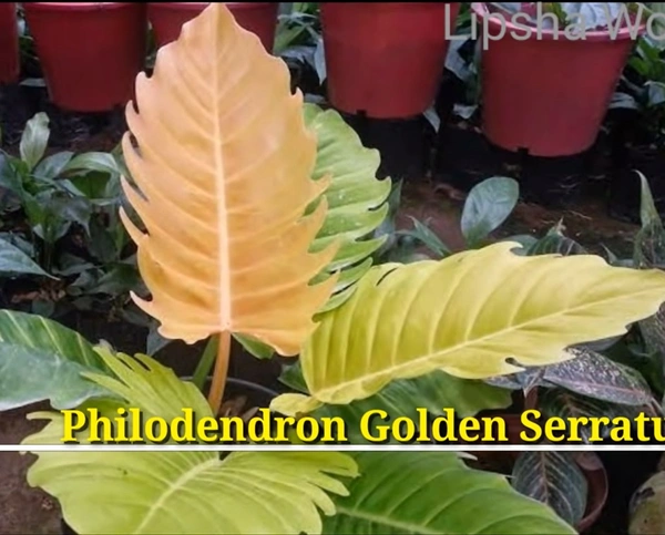 Philodendron Golden Serratum