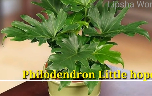 Philodendron Little Hope