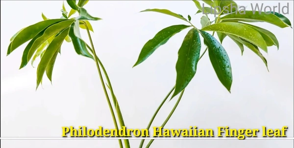 Philodendron Hawaiian Finger Leaf