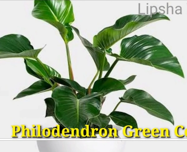 Philodendron Green Congo