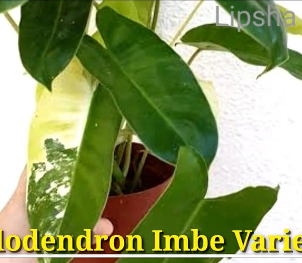 Philodendron Imbe Variegata