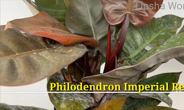 Philodendron Imperial Red