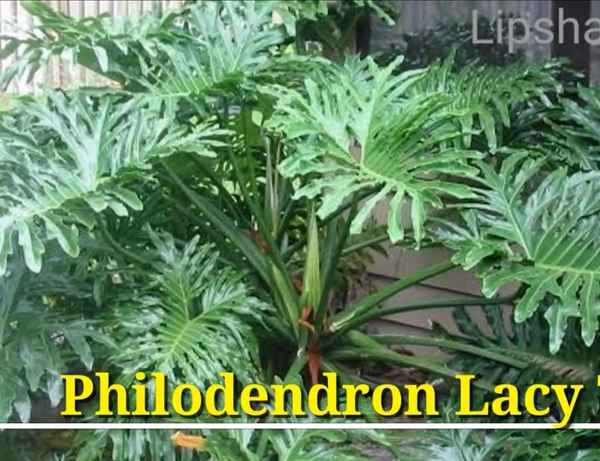 Philodendron Lacy Tree