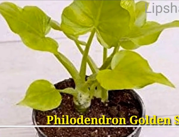 Philodendron Golden Selloum