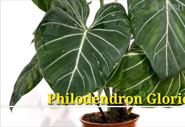 Philodendron Gloriosum