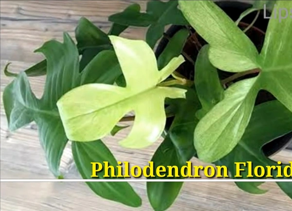 Philodendron Florida Gost