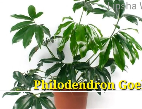 Philodendron Goeldii