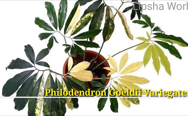 Philodendron Goeldii Variegated