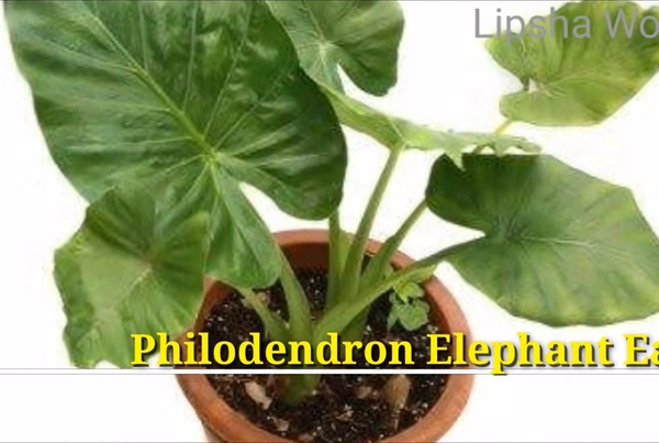 Philodendron Elephant Ear