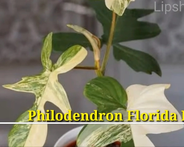 Philodendron Florida Beauty