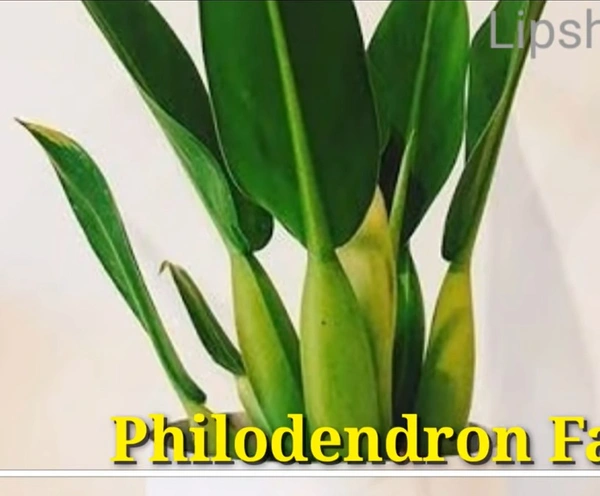Philodendron Fat Boy