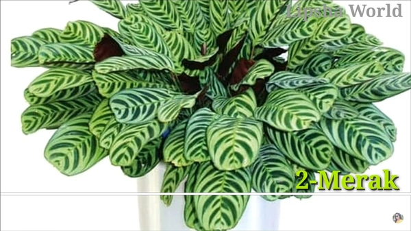Calathea Merak