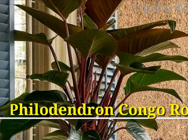 Philodendron Congo Rojo