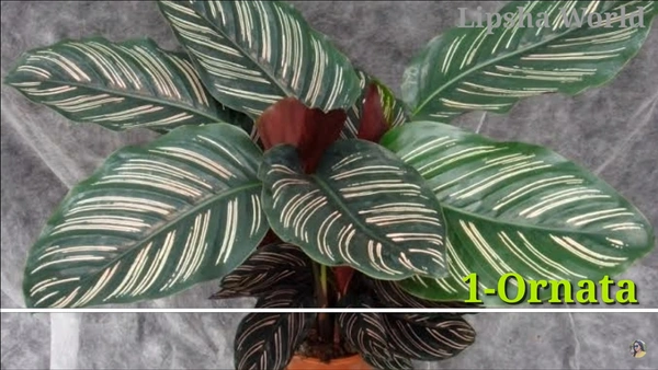 Calathea Ornata