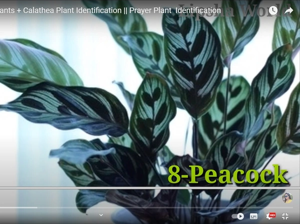 Calathea Peacock