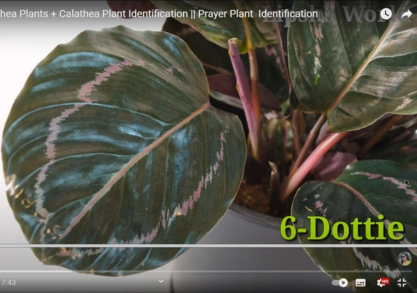 Calathea Dottie
