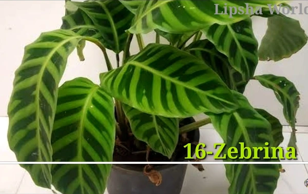 Calathea Zebrina