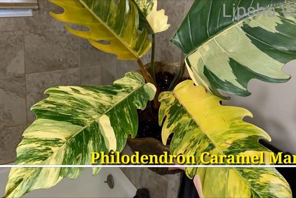 Philodendron Caramel Marble