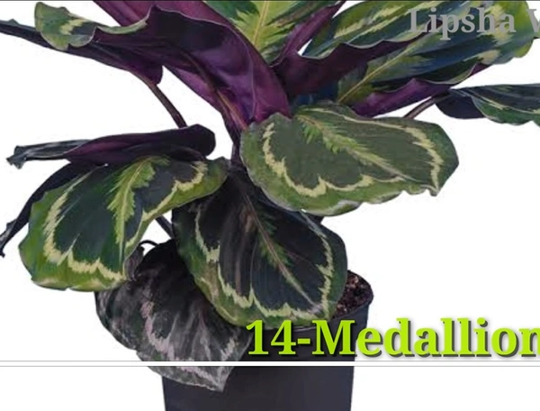 Calathea  Medallion