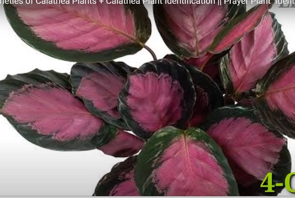 Calathea  Crimson