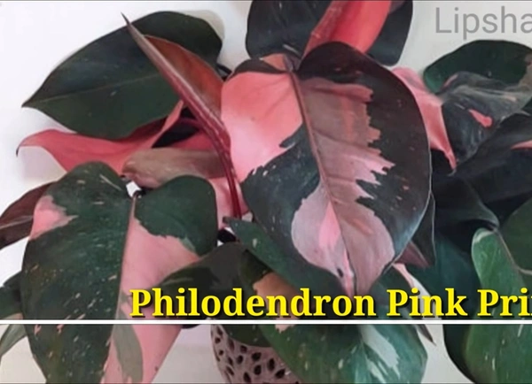 Philodendron Pink Princess