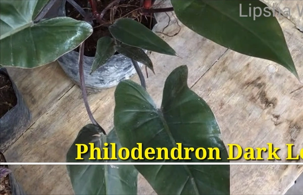 Philodendron Dark Lord