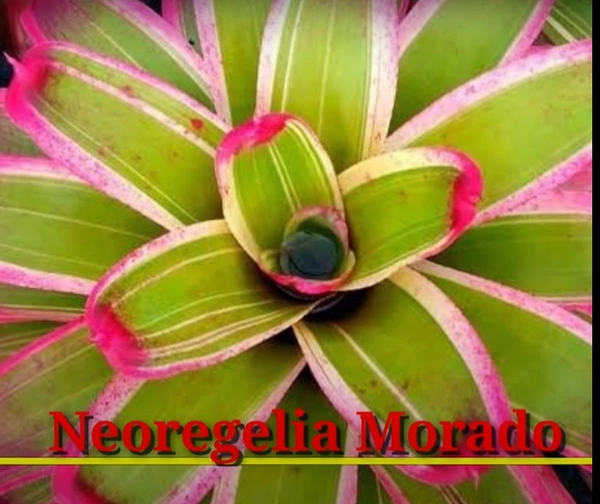 Bromeliad Neoregelia Morado