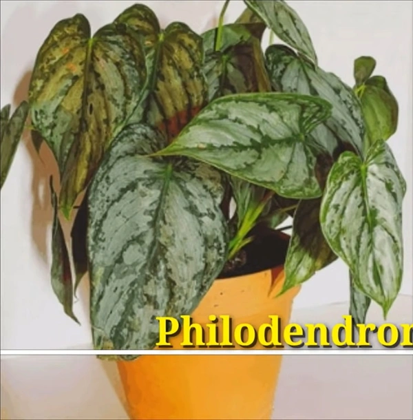 Philodendron Branditianum