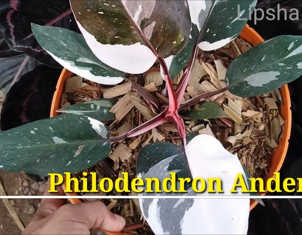 Philodendron Anderson