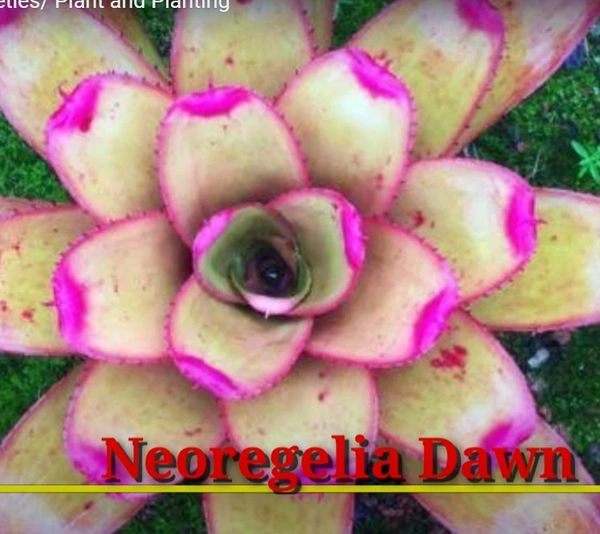 Bromeliad Neoregelia Dawn