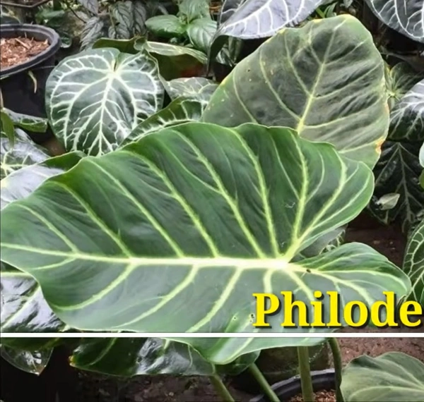 Philodendron Choco